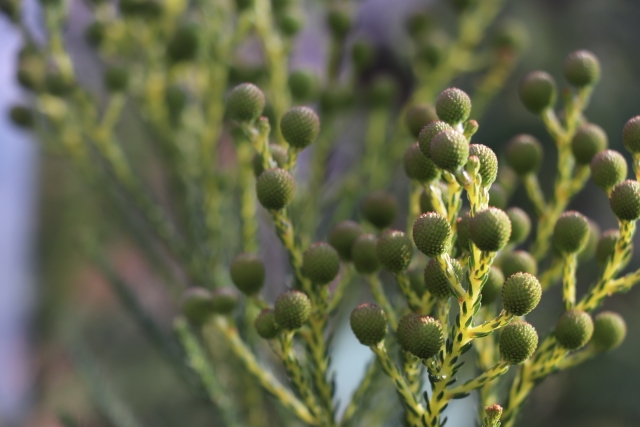 1月19日の誕生日花