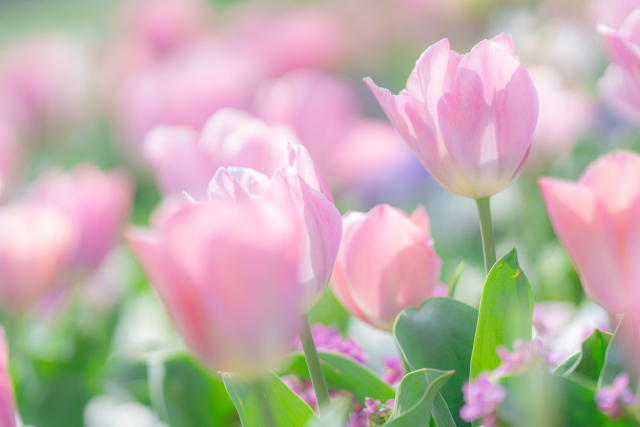 1月25日の誕生日花