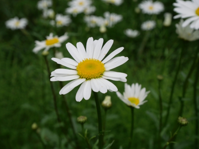 2月1日の誕生日花