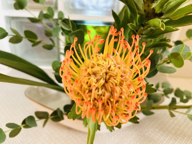 1月21日の誕生日花