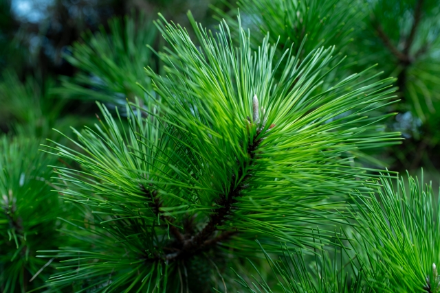 1月3日の誕生日花マツ