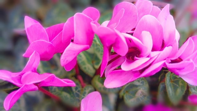 1月8日の誕生日花シクラメン