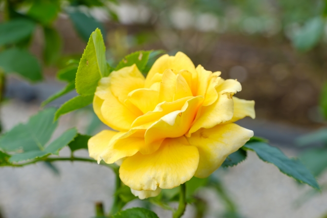 1月12日の誕生日花