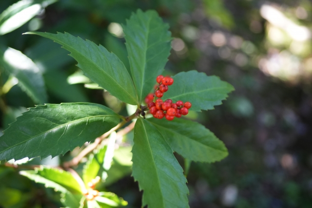 1月3日の誕生日花センリョウ