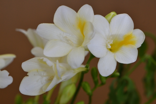 2月2日の誕生日花