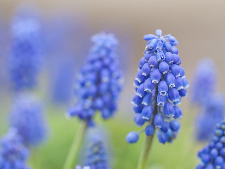 1月30日の誕生日花