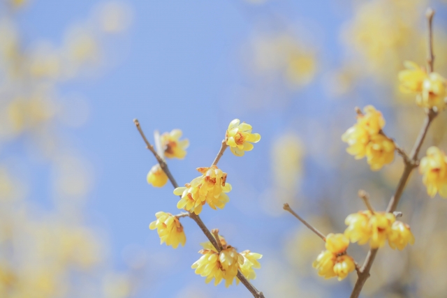 1月21日の誕生日花