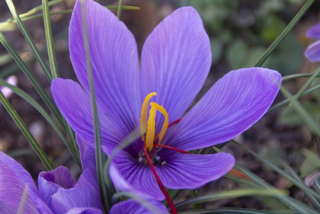 1月14日の誕生日花