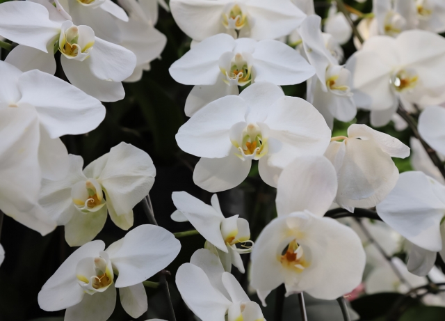 1月17日の誕生日花