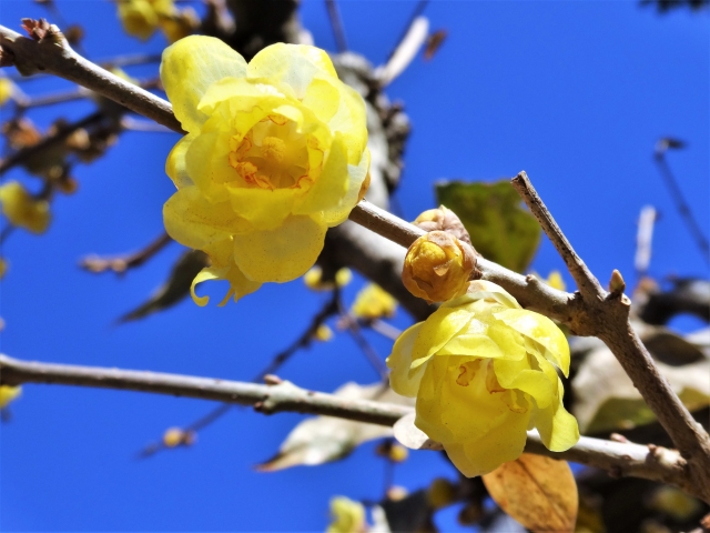 1月2日の誕生日花ロウバイ