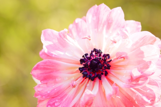 1月22日の誕生日花