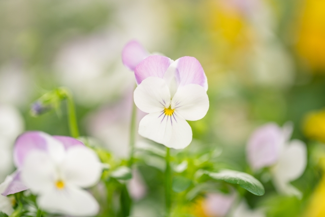 1月6日の誕生日花スミレ(ピンク)