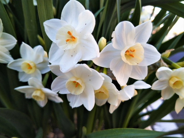 1月13日の誕生日花