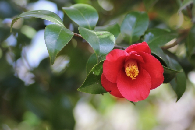 1月2日の誕生日花ツバキ