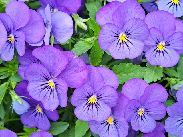 1月16日の誕生日花