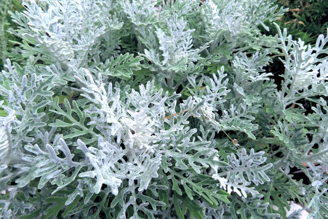 1月27日の誕生日花