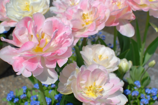 1月25日の誕生日花