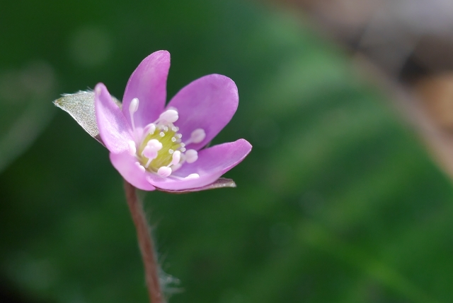 1月11日の誕生日花