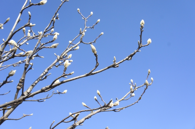 1月23日の誕生日花